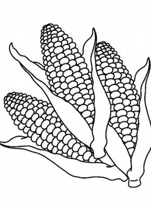 Раскраска Кукуруза картинка в формате  онлайн