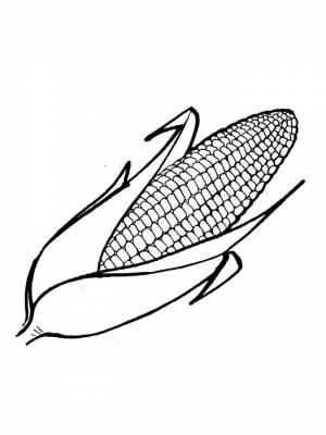 Раскраска Кукуруза черно белая для девочек