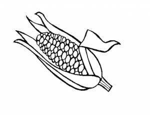 Раскраски Раскраска Зерна кукурузы Кукуруза Кукуруза