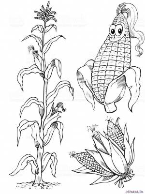 Раскраска кукуруза 10