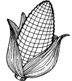 Раскраски Кукуруза