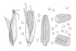 Кукуруза осенью