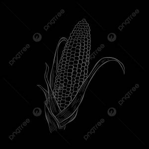 рисунок линии кукурузы на белом фоне контур эскиза вектор PNG , рисунок крыла, рисунок кукурузы, рисование кукурузы PNG картинки и пнг рисунок для й загрузки