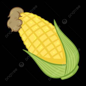 кукуруза PNG , Ручной росписью, растение, Кукуруза PNG картинки и пнг PSD рисунок для й загрузки