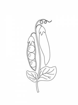 Раскраска Горох