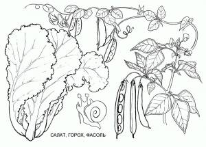 Раскраска горох