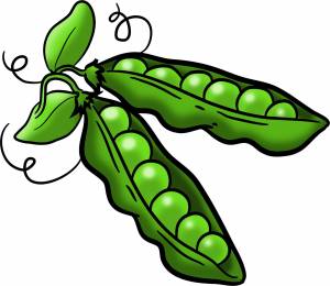 Горох рисунок карандашом