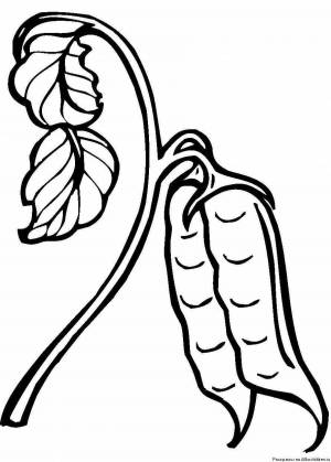 Раскраски Горох для детей