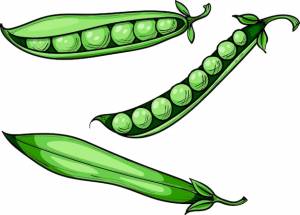 Зеленый душистый горошек весь стручок и векторный рисунок гороха, нарисованный вручную
