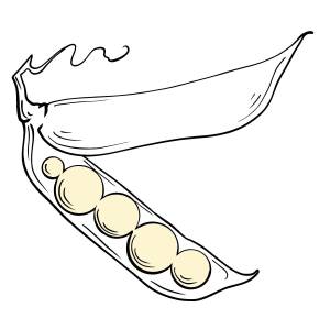 Раскраски Горох для детей