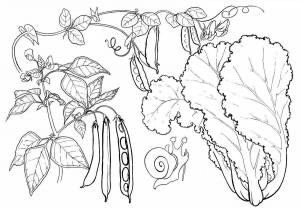 Раскраски Горох для детей