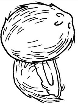 Раскраски Кокос