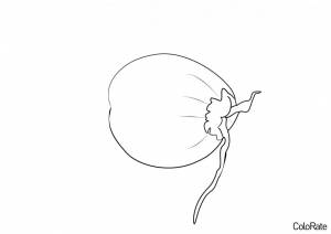 Раскраска Целый кокос