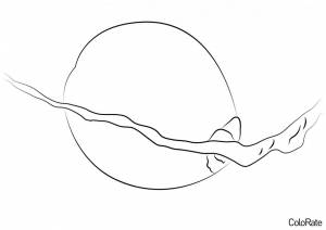 Раскраска Кокос на пальме