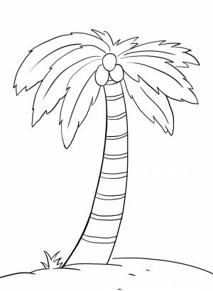 Раскраска кокосовое дерево 2