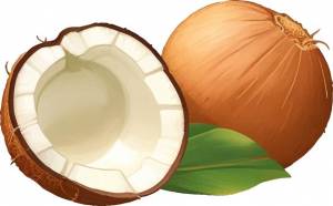 Свежий тропический кокос подробные красивые ручной рисунок векторные иллюстрации