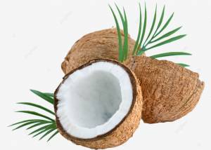 кокос реалистичный кокосовое мясо вкусный вектор PNG , кокос, растение, реалистический PNG рисунок для й загрузки