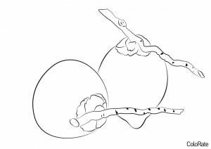 Раскраска Кокосы с веточками