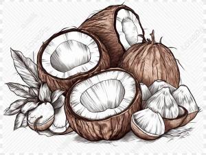 эскиз изображения кокоса с изолированным кокосом,изолированный,кокос,эскиз изображение_Фото номер 380541634_PNG Формат изображения_ru