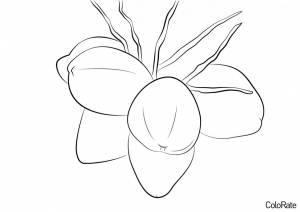 Раскраска Кокосы на пальме