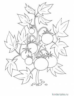 Помидоры на ветке» раскраска для детей