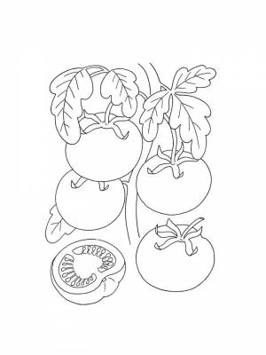 Раскраски Помидор   в формате