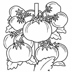 Раскраска много помидоров