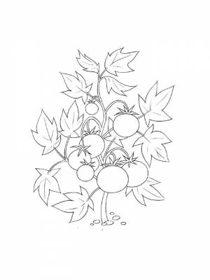 Раскраски Помидор   в формате