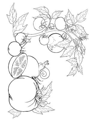 Раскраски помидоры, Раскраска Помидоры и улитка помидор