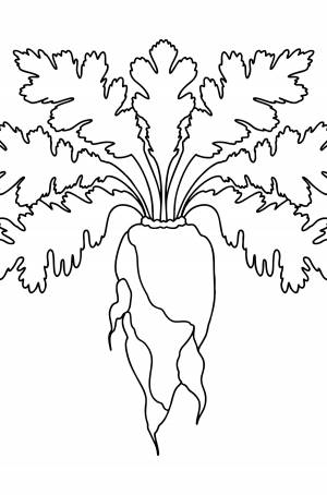 Раскраски Морковки