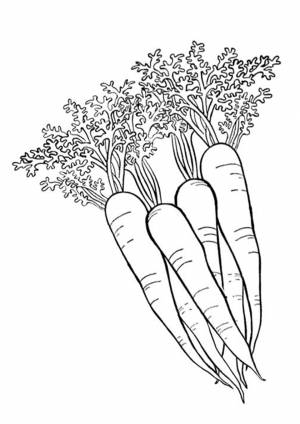 Раскраска Пучок моркови