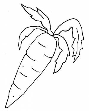 Раскраски овощи, Раскраска Морковь овощи