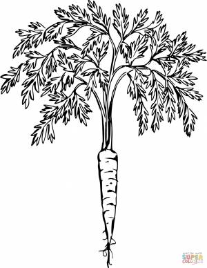 Раскраска Морковь с ботвой