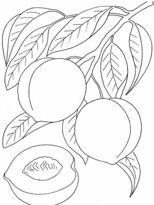 Раскраски Персик   в формате