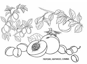 Раскраска Персик