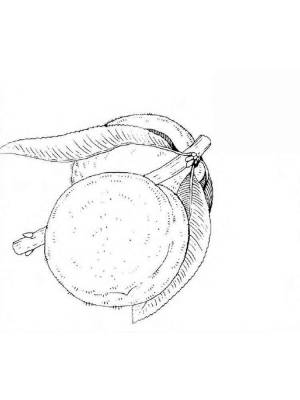 Раскраска Персик