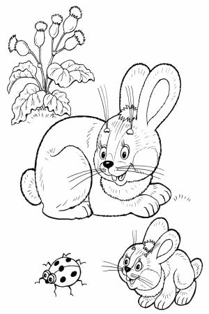 Раскраска Зайчик и его мама
