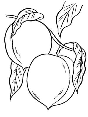 Раскраска Персик