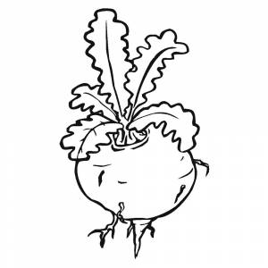 Раскраска Свекла