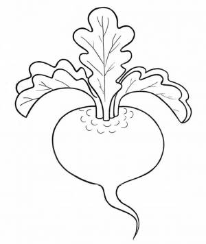 Раскраска Свекла для детей  и