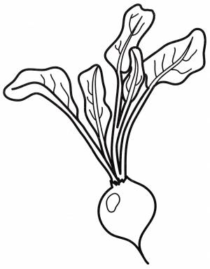 Раскраска Клубень свеклы