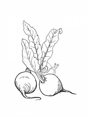 Раскраски Свекла   в формате