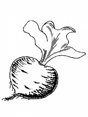 Раскраска Свекла для мальчиков