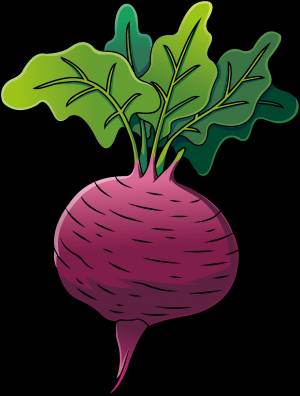 Рисунок свеклы