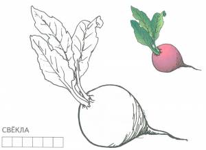 Раскраска свекла