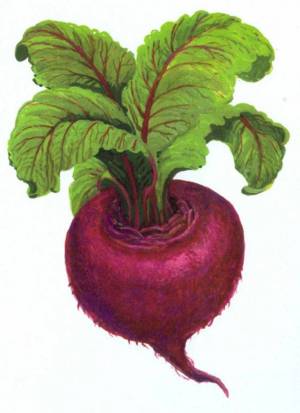 Картинки Свекла для детей