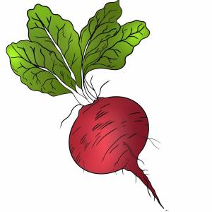 Раскраска свекла