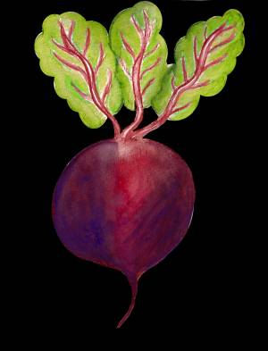 Свекла рисунок для детей