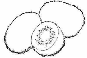 Раскраска Киви