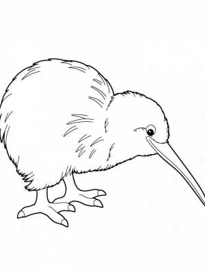 Раскраска птица Киви картинка в формате  для детей